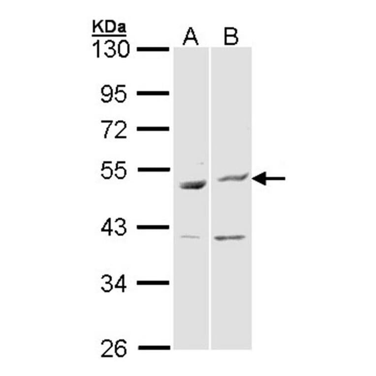 BAG5 antibody from Signalway Antibody (22869) - Antibodies.com