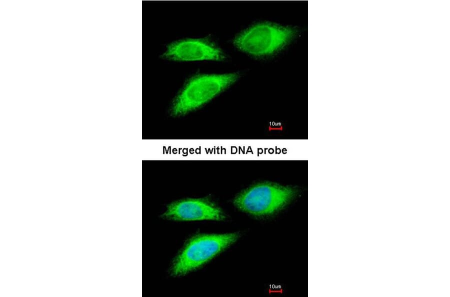Immunofluorescence - BAG5 antibody from Signalway Antibody (22869) - Antibodies.com