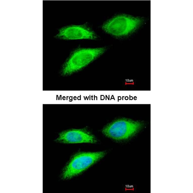 Immunofluorescence - BAG5 antibody from Signalway Antibody (22869) - Antibodies.com