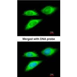 Immunofluorescence - BAG5 antibody from Signalway Antibody (22869) - Antibodies.com