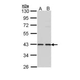 E2F1 antibody from Signalway Antibody (22881) - Antibodies.com