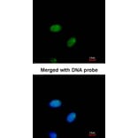 Immunofluorescence - E2F1 antibody from Signalway Antibody (22881) - Antibodies.com