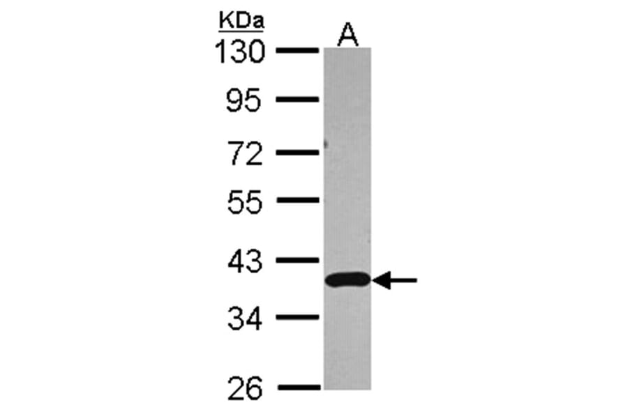 APE1 antibody from Signalway Antibody (22891) - Antibodies.com