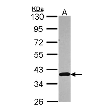 APE1 antibody from Signalway Antibody (22891) - Antibodies.com
