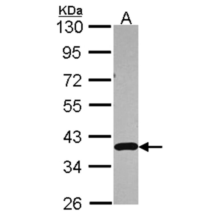 APE1 antibody from Signalway Antibody (22891) - Antibodies.com