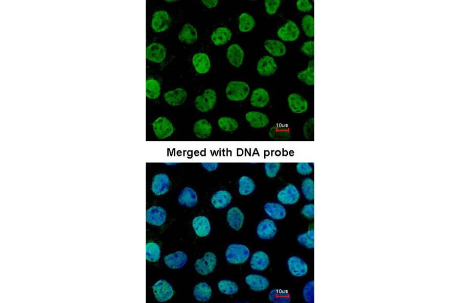 Immunofluorescence - APE1 antibody from Signalway Antibody (22891) - Antibodies.com