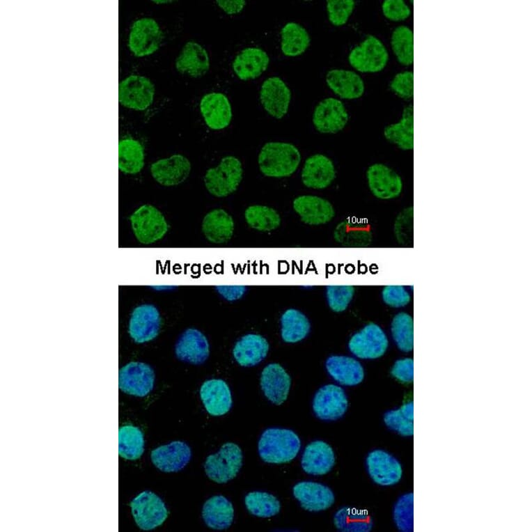 Immunofluorescence - APE1 antibody from Signalway Antibody (22891) - Antibodies.com