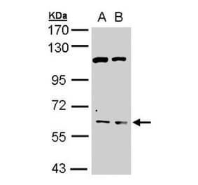 AChE antibody from Signalway Antibody (22892) - Antibodies.com