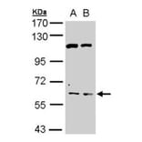 AChE antibody from Signalway Antibody (22892) - Antibodies.com