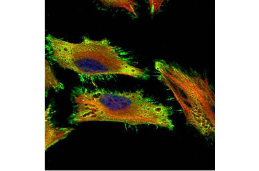 AChE antibody from Signalway Antibody (22892) - Antibodies.com