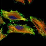 AChE antibody from Signalway Antibody (22892) - Antibodies.com