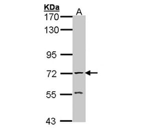 AChE antibody from Signalway Antibody (22893) - Antibodies.com