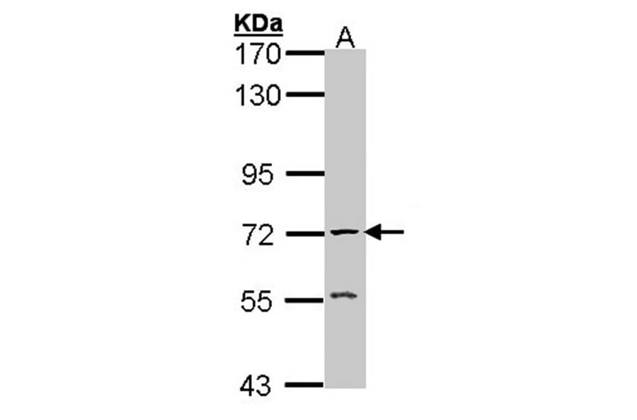 AChE antibody from Signalway Antibody (22893) - Antibodies.com