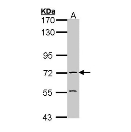 AChE antibody from Signalway Antibody (22893) - Antibodies.com
