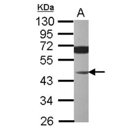 JNK1 antibody from Signalway Antibody (22928) - Antibodies.com