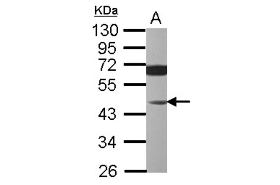 JNK1 antibody from Signalway Antibody (22928) - Antibodies.com