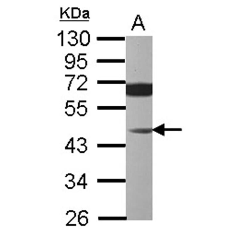 JNK1 antibody from Signalway Antibody (22928) - Antibodies.com