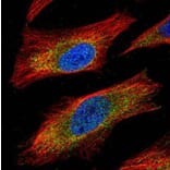 JNK1 antibody from Signalway Antibody (22928) - Antibodies.com