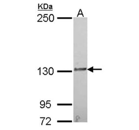 IL16 antibody from Signalway Antibody (22941) - Antibodies.com