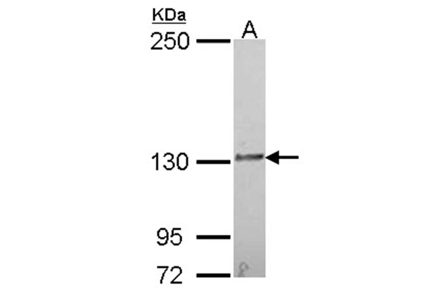 IL16 antibody from Signalway Antibody (22941) - Antibodies.com