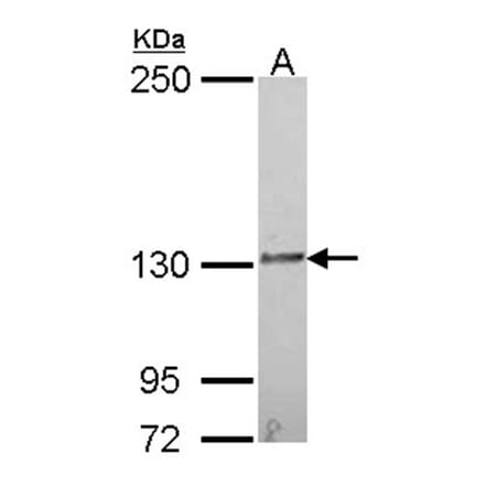IL16 antibody from Signalway Antibody (22941) - Antibodies.com