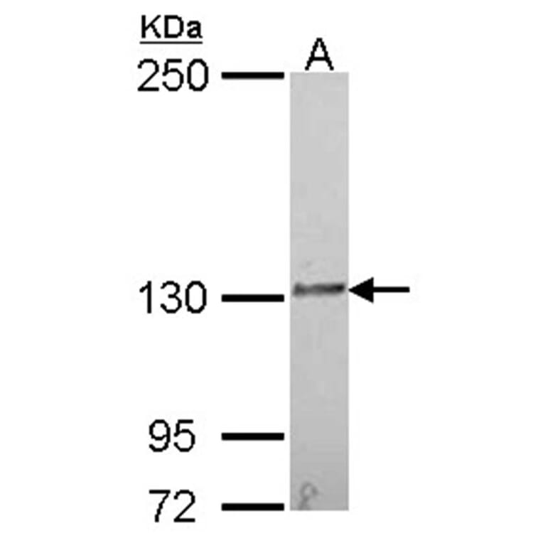 IL16 antibody from Signalway Antibody (22941) - Antibodies.com