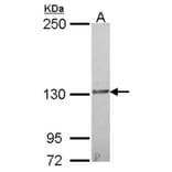 IL16 antibody from Signalway Antibody (22941) - Antibodies.com