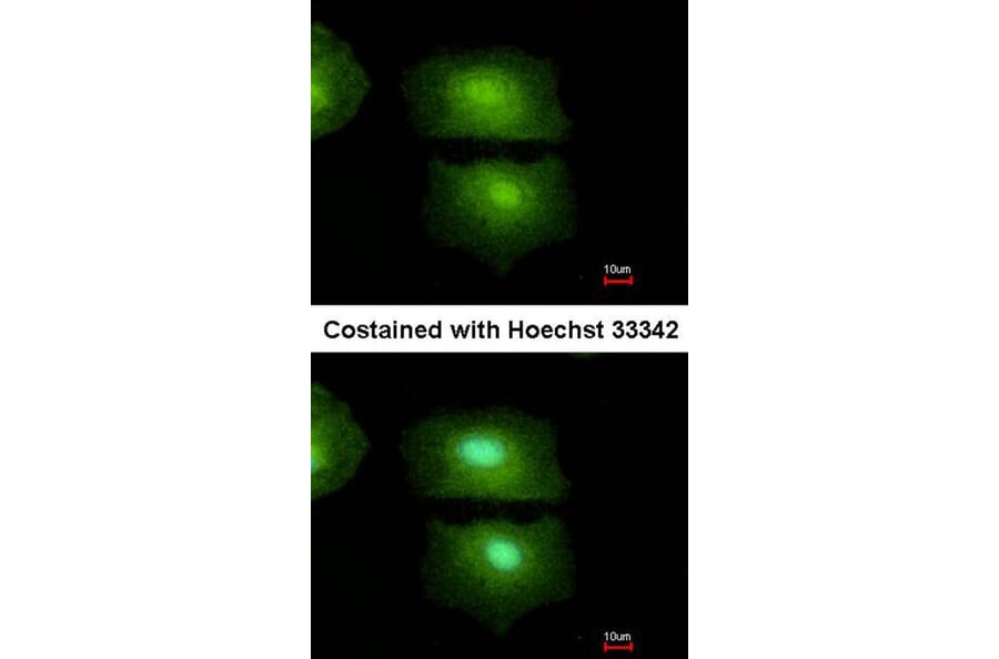 Immunofluorescence - IL16 antibody from Signalway Antibody (22941) - Antibodies.com