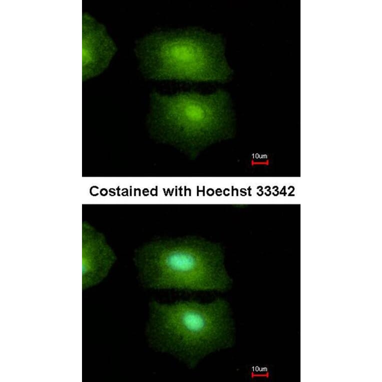 Immunofluorescence - IL16 antibody from Signalway Antibody (22941) - Antibodies.com