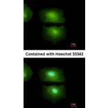 Immunofluorescence - IL16 antibody from Signalway Antibody (22941) - Antibodies.com