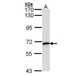 MMP2 antibody from Signalway Antibody (23042) - Antibodies.com