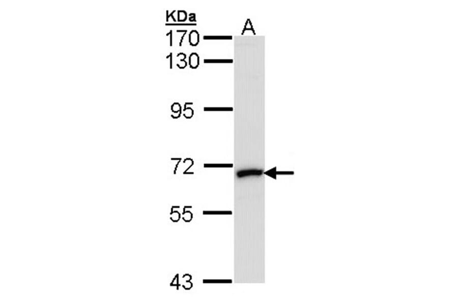 MMP2 antibody from Signalway Antibody (23042) - Antibodies.com