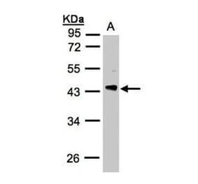 PHLP antibody from Signalway Antibody (23047) - Antibodies.com