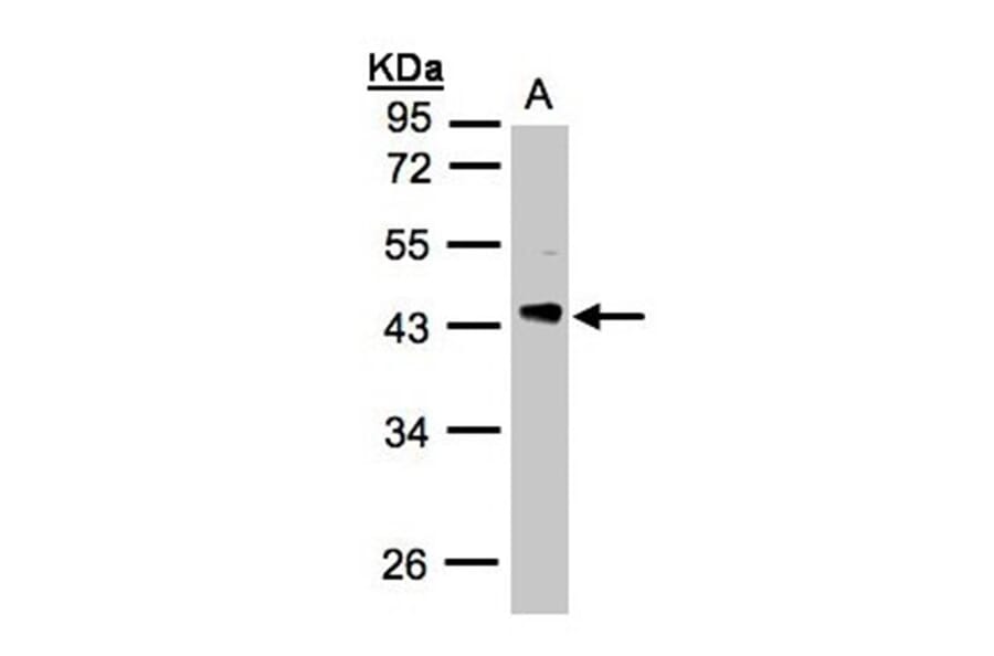 PHLP antibody from Signalway Antibody (23047) - Antibodies.com