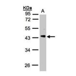 PHLP antibody from Signalway Antibody (23047) - Antibodies.com
