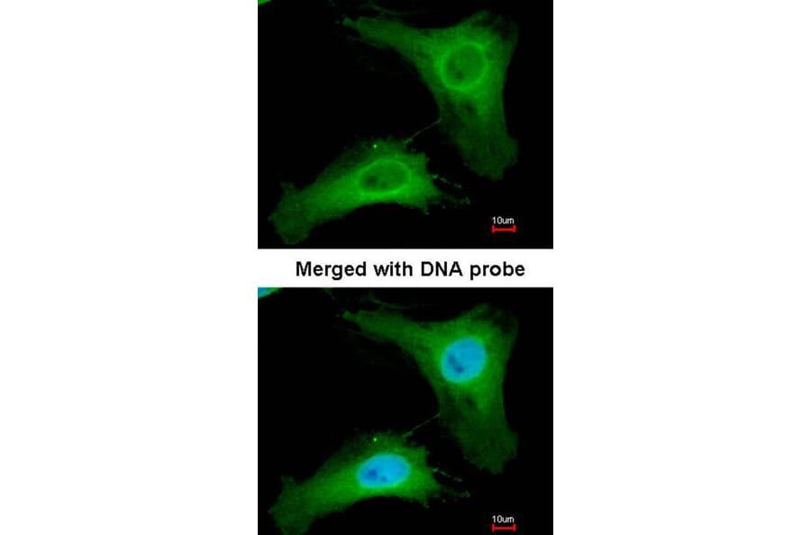 Immunofluorescence - PHLP antibody from Signalway Antibody (23047) - Antibodies.com