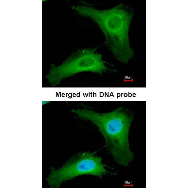 Immunofluorescence - PHLP antibody from Signalway Antibody (23047) - Antibodies.com