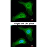 Immunofluorescence - PHLP antibody from Signalway Antibody (23047) - Antibodies.com