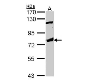 p63 antibody from Signalway Antibody (23090) - Antibodies.com