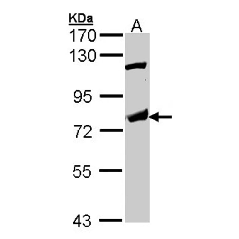 p63 antibody from Signalway Antibody (23090) - Antibodies.com