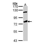 p63 antibody from Signalway Antibody (23090) - Antibodies.com