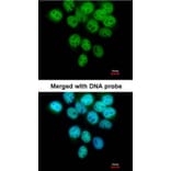 Immunofluorescence - p63 antibody from Signalway Antibody (23090) - Antibodies.com