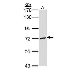 DAZ2 antibody from Signalway Antibody (23141) - Antibodies.com