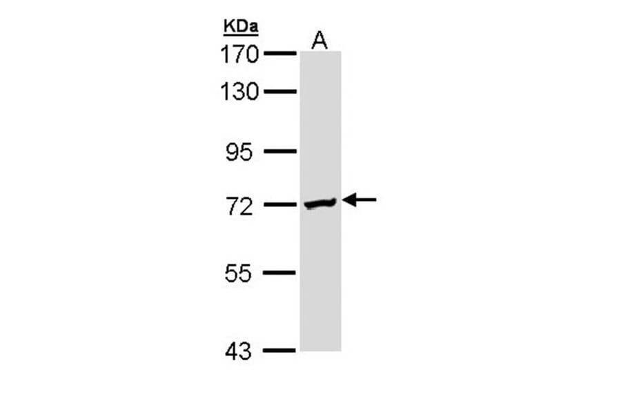 DAZ2 antibody from Signalway Antibody (23141) - Antibodies.com