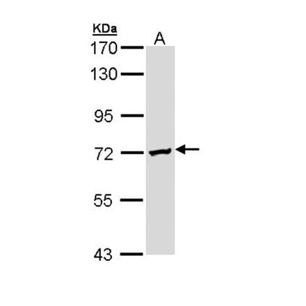 DAZ2 antibody from Signalway Antibody (23141) - Antibodies.com