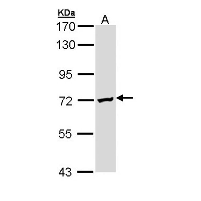 DAZ2 antibody from Signalway Antibody (23141) - Antibodies.com