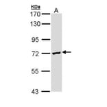 DAZ2 antibody from Signalway Antibody (23141) - Antibodies.com