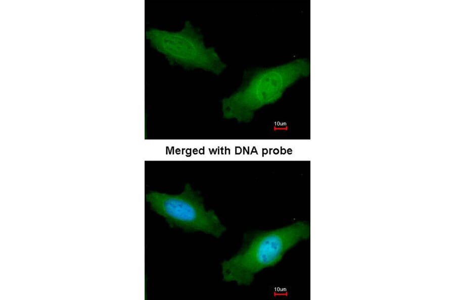 Immunofluorescence - DAZ2 antibody from Signalway Antibody (23141) - Antibodies.com