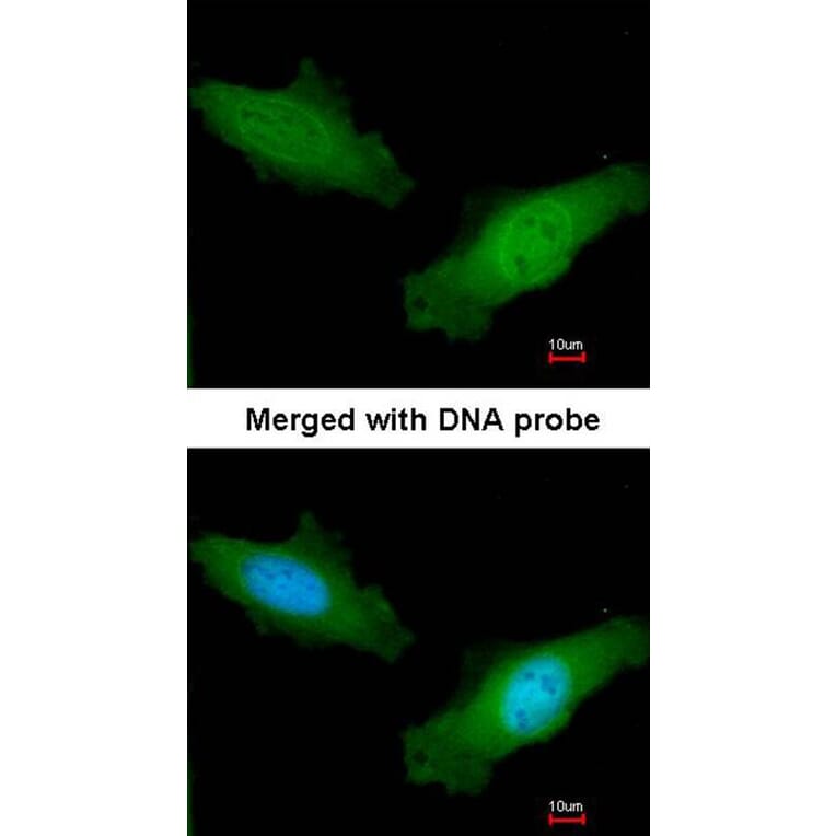 Immunofluorescence - DAZ2 antibody from Signalway Antibody (23141) - Antibodies.com