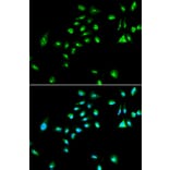 Immunofluorescence - RAF1 Antibody from Signalway Antibody (32022) - Antibodies.com